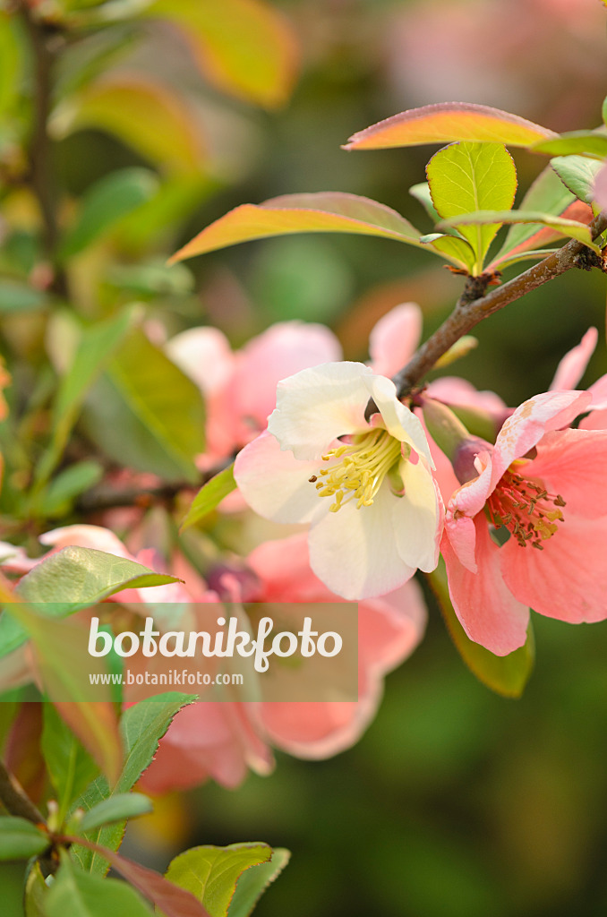 520068 - Chinesische Scheinquitte (Chaenomeles speciosa 'Moerloosei')