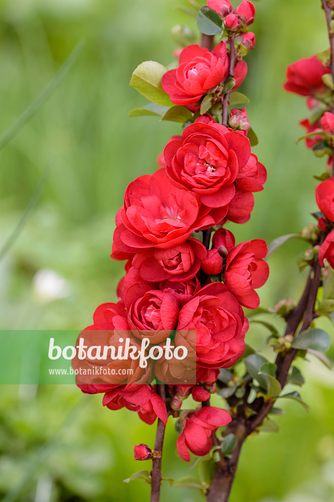 593048 - Chinesische Scheinquitte (Chaenomeles speciosa 'Scarlet Storm')