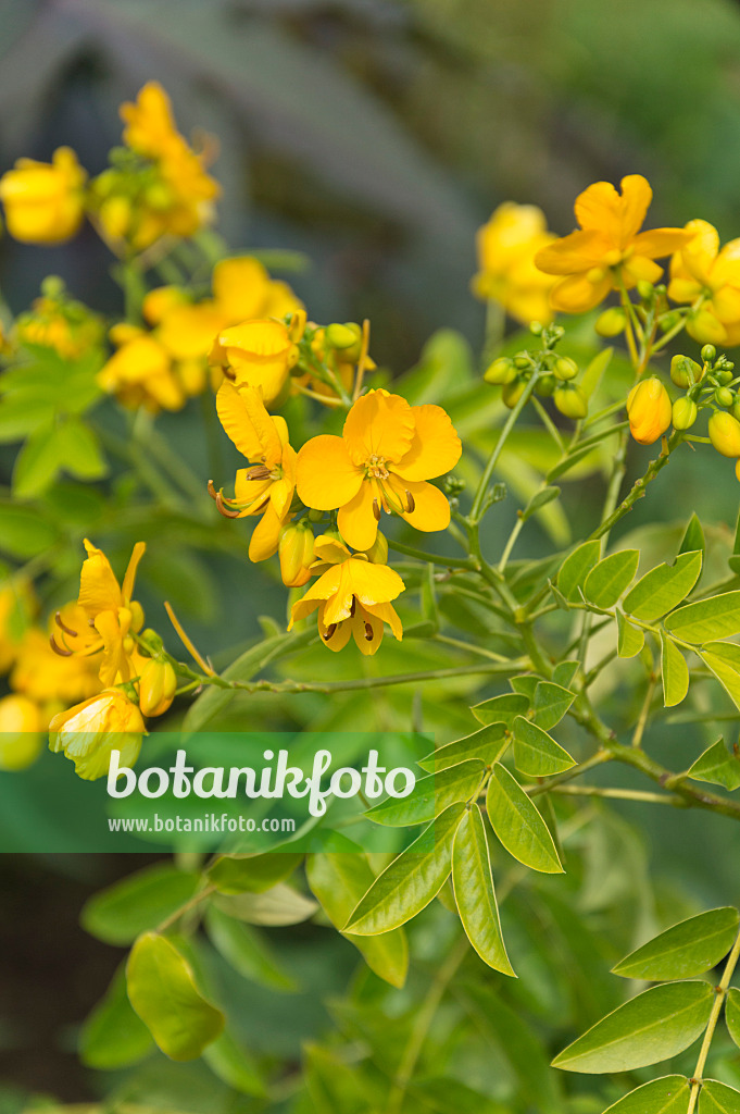 511163 - Chinesische Senna (Senna tora syn. Cassia tora)