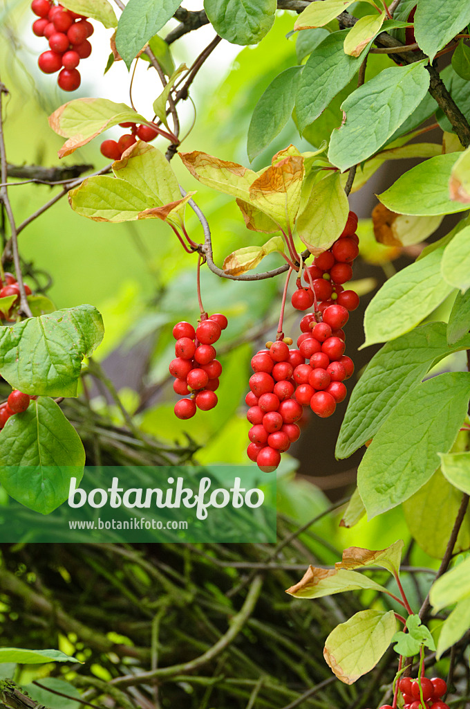 475005 - Chinesische Spaltkörbchen (Schisandra chinensis)