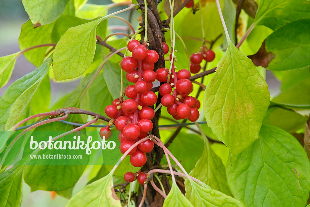 502430 - Chinesische Spaltkörbchen (Schisandra chinensis)