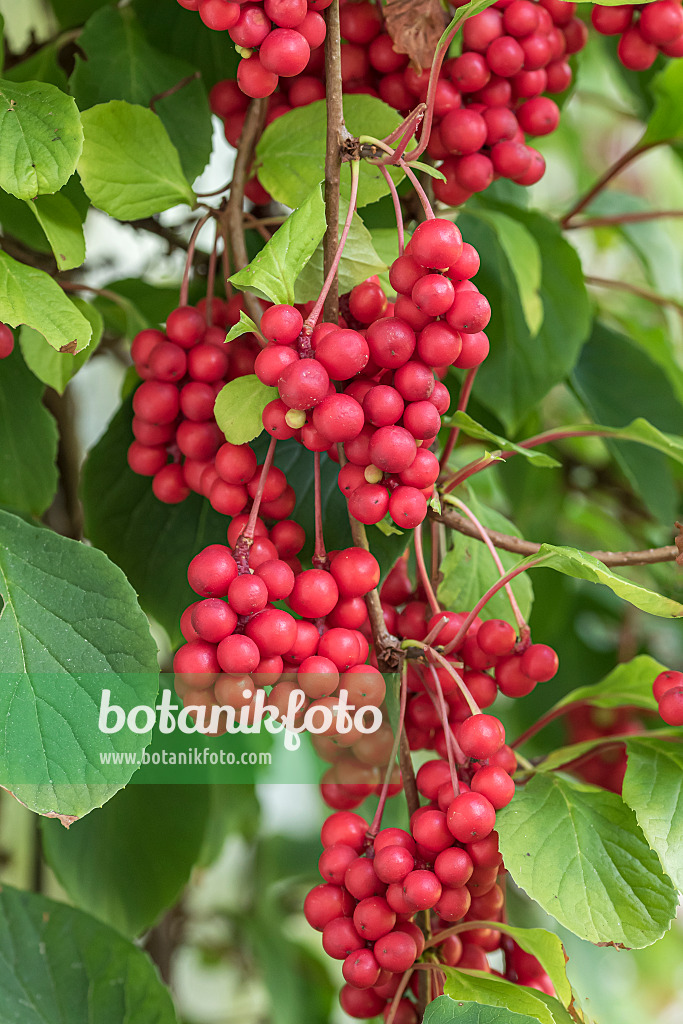 616131 - Chinesische Spaltkörbchen (Schisandra chinensis 'Sadova No. 1')