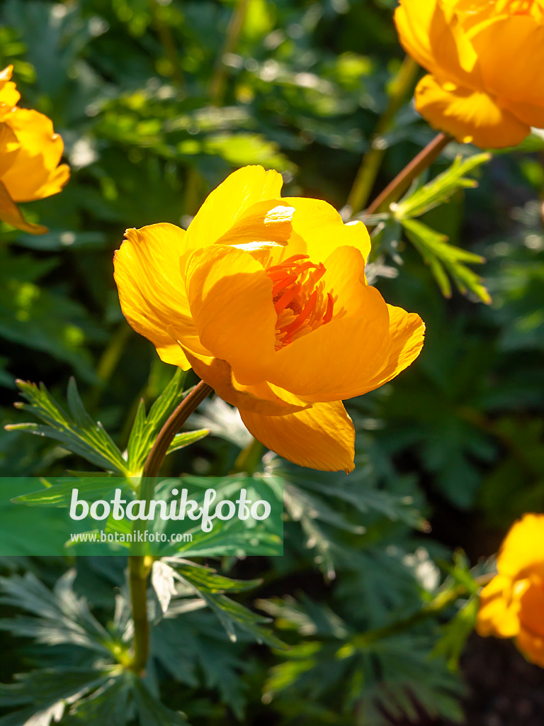 460049 - Chinesische Trollblume (Trollius chinensis)