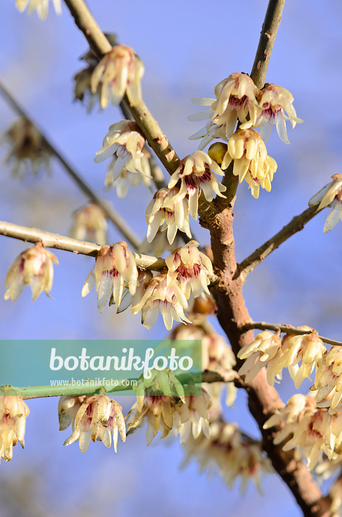 553075 - Chinesische Winterblüte (Chimonanthus praecox)