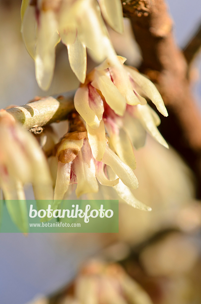 553077 - Chinesische Winterblüte (Chimonanthus praecox)