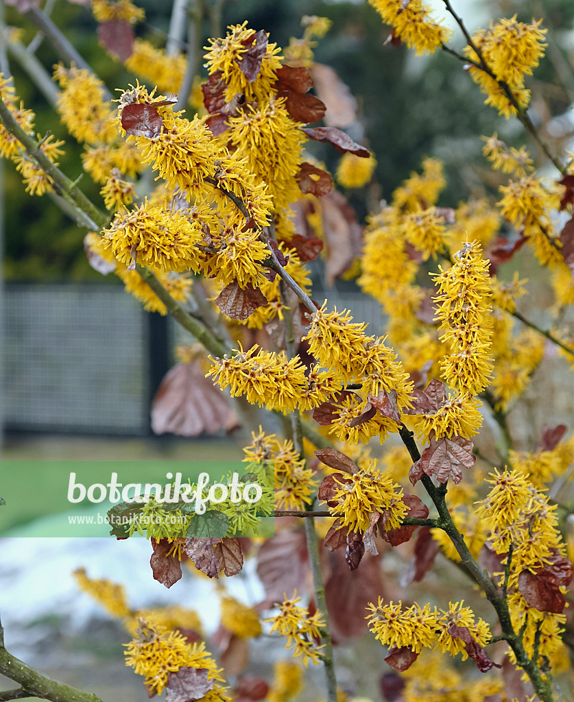 471392 - Chinesische Zaubernuss (Hamamelis mollis 'Brevipetala')