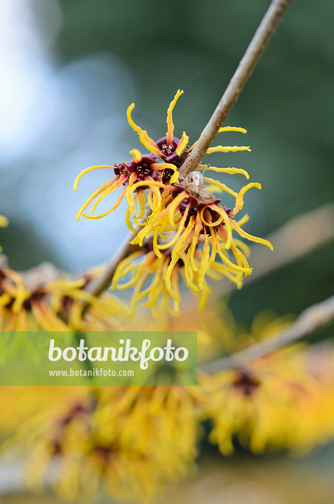 529098 - Chinesische Zaubernuss (Hamamelis mollis 'Brevipetala')