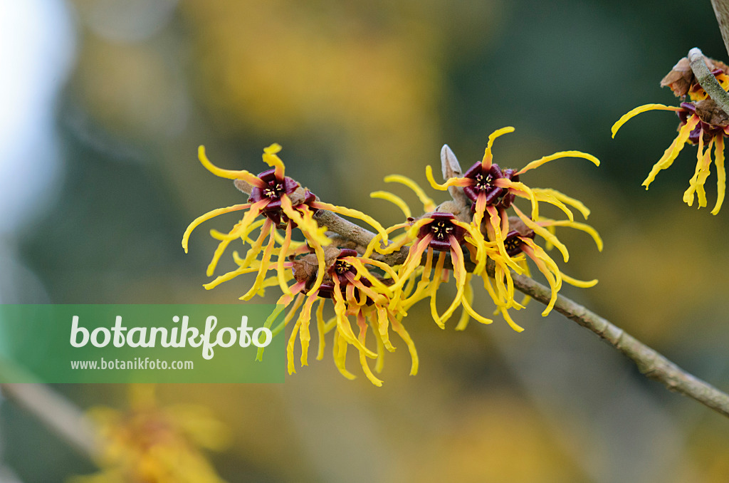 529099 - Chinesische Zaubernuss (Hamamelis mollis 'Brevipetala')