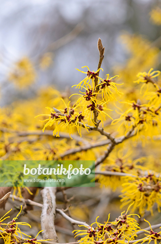 529149 - Chinesische Zaubernuss (Hamamelis mollis)