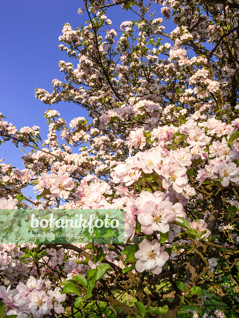 460062 - Chinesischer Apfel (Malus spectabilis)