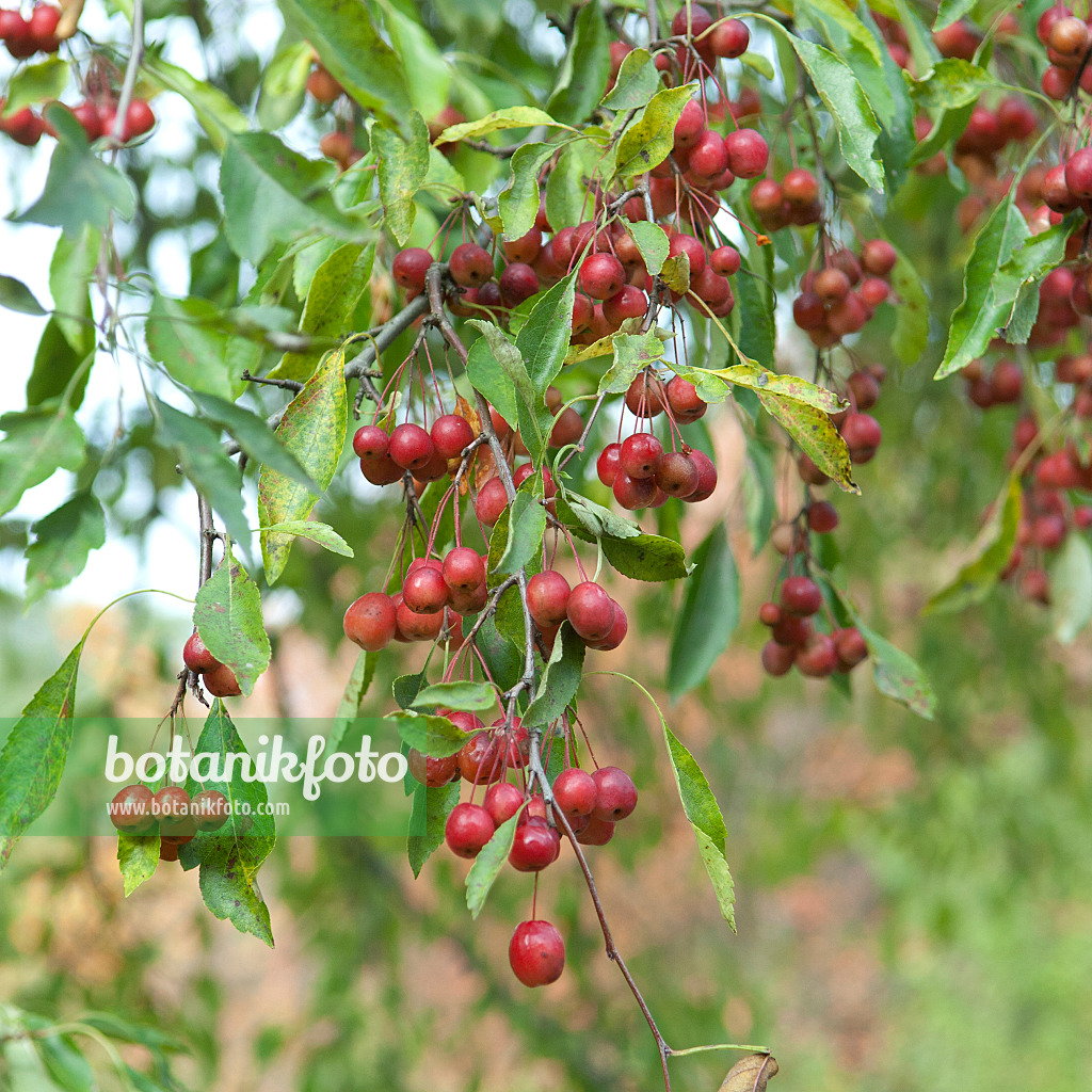 535307 - Chinesischer Apfel (Malus toringoides)