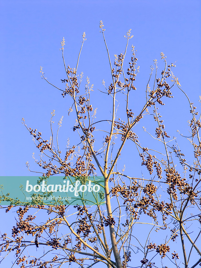 431098 - Chinesischer Blauglockenbaum (Paulownia tomentosa)