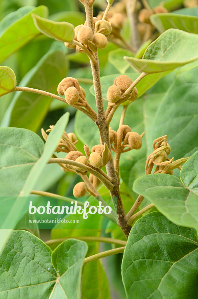 499153 - Chinesischer Blauglockenbaum (Paulownia tomentosa)