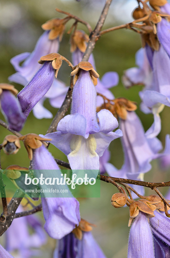 531113 - Chinesischer Blauglockenbaum (Paulownia tomentosa)