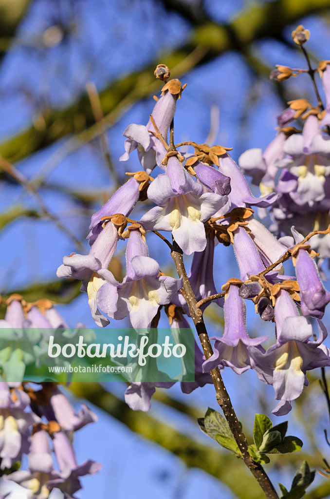 531118 - Chinesischer Blauglockenbaum (Paulownia tomentosa)