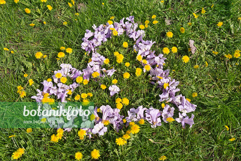 601042 - Chinesischer Blauglockenbaum (Paulownia tomentosa) und Löwenzahn (Taraxacum)