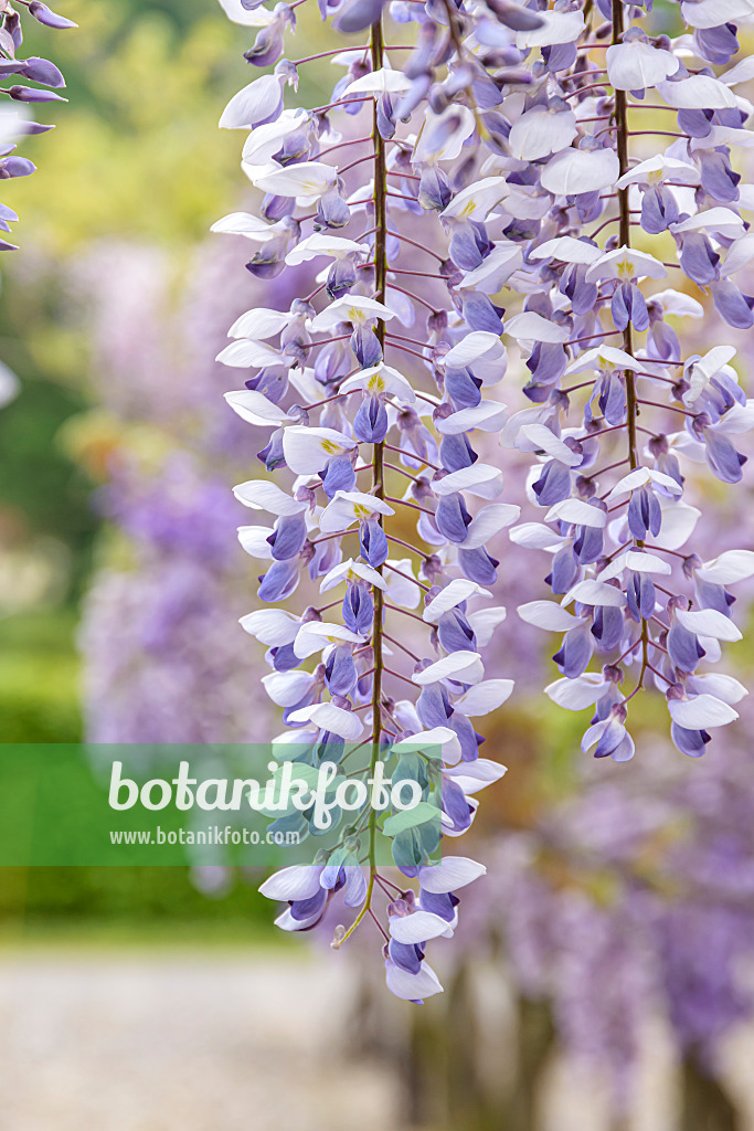 607238 - Chinesischer Blauregen (Wisteria sinensis 'Texas Purple')