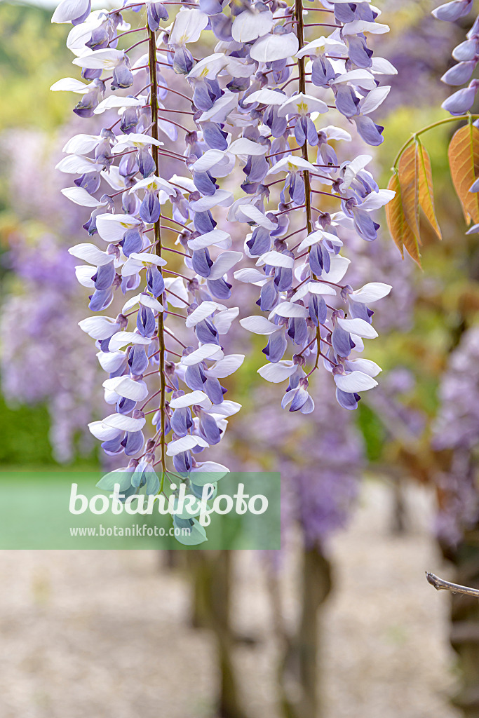 607239 - Chinesischer Blauregen (Wisteria sinensis 'Texas Purple')