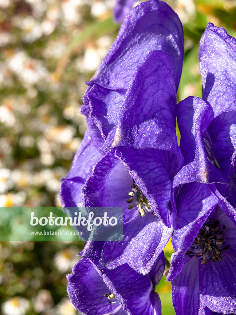 430206 - Chinesischer Eisenhut (Aconitum carmichaelii 'Arendsii' syn. Aconitum arendsii)