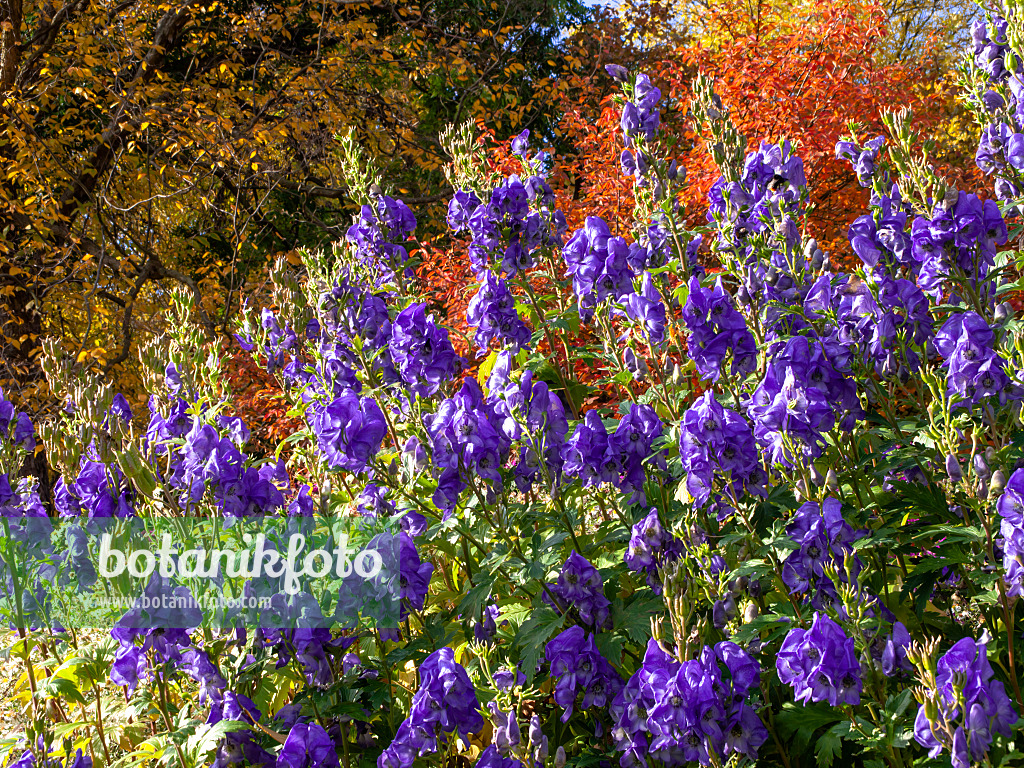 442106 - Chinesischer Eisenhut (Aconitum carmichaelii 'Arendsii' syn. Aconitum arendsii)