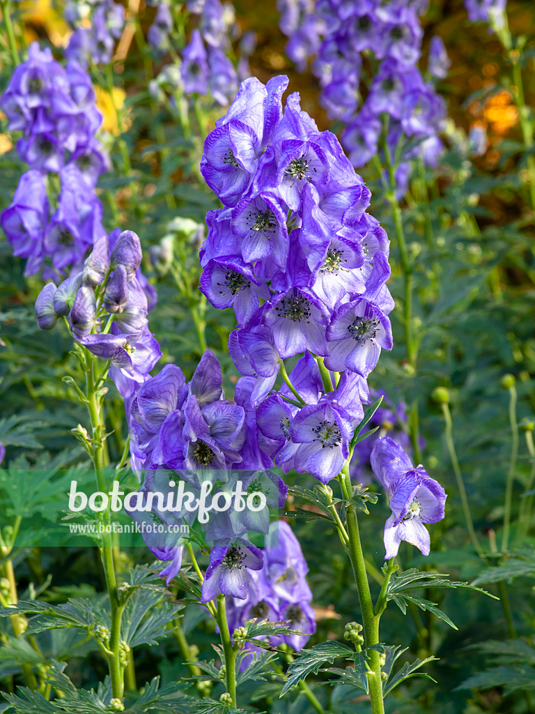 465203 - Chinesischer Eisenhut (Aconitum carmichaelii 'Arendsii' syn. Aconitum arendsii)