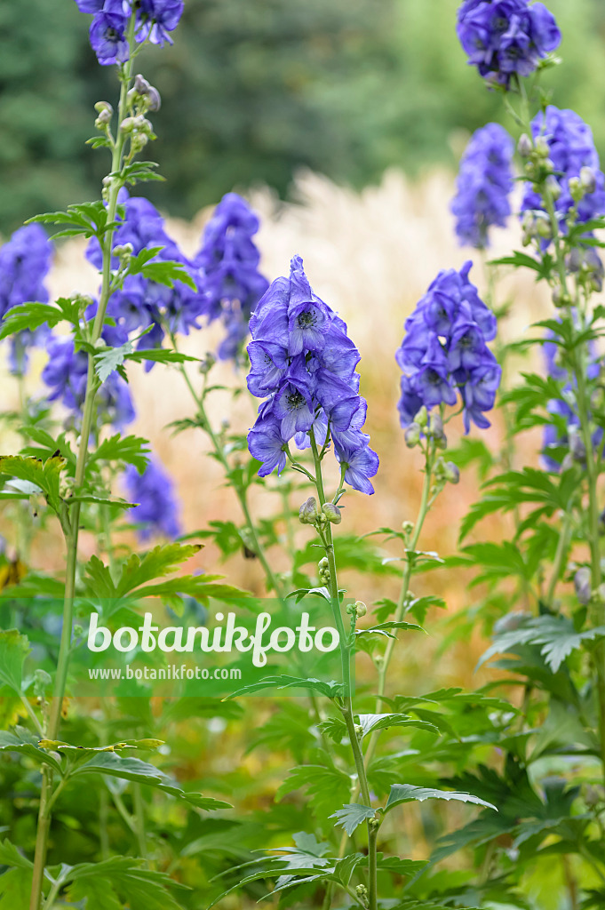 593025 - Chinesischer Eisenhut (Aconitum carmichaelii var. wilsonii)