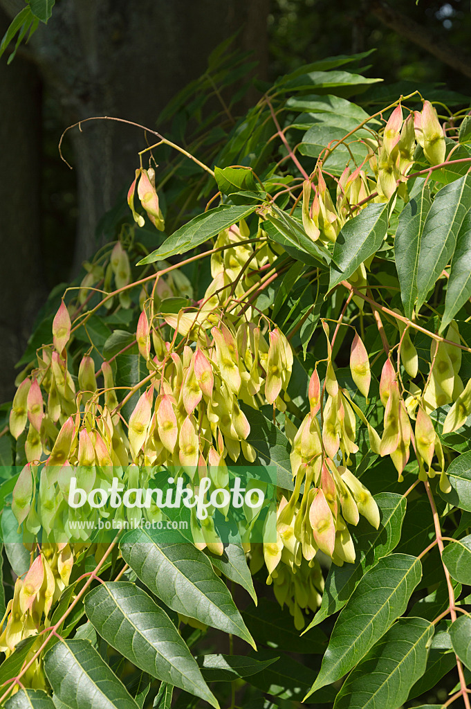 511148 - Chinesischer Götterbaum (Ailanthus altissima)