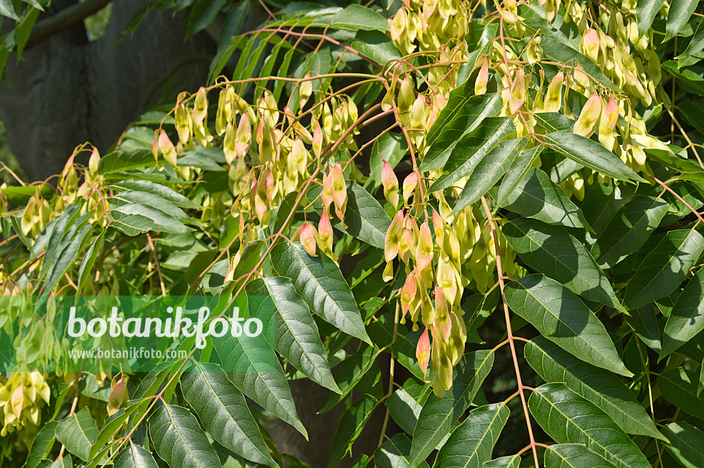 511149 - Chinesischer Götterbaum (Ailanthus altissima)