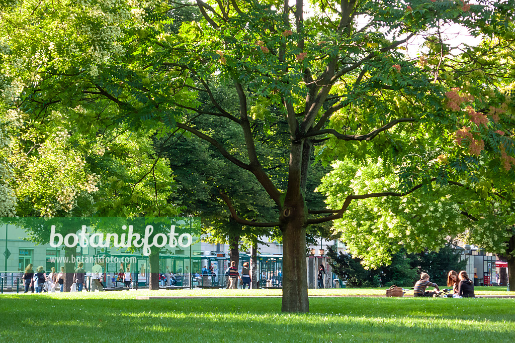 452067 - Chinesischer Götterbaum (Ailanthus altissima), Platz der Einheit, Potsdam, Deutschland