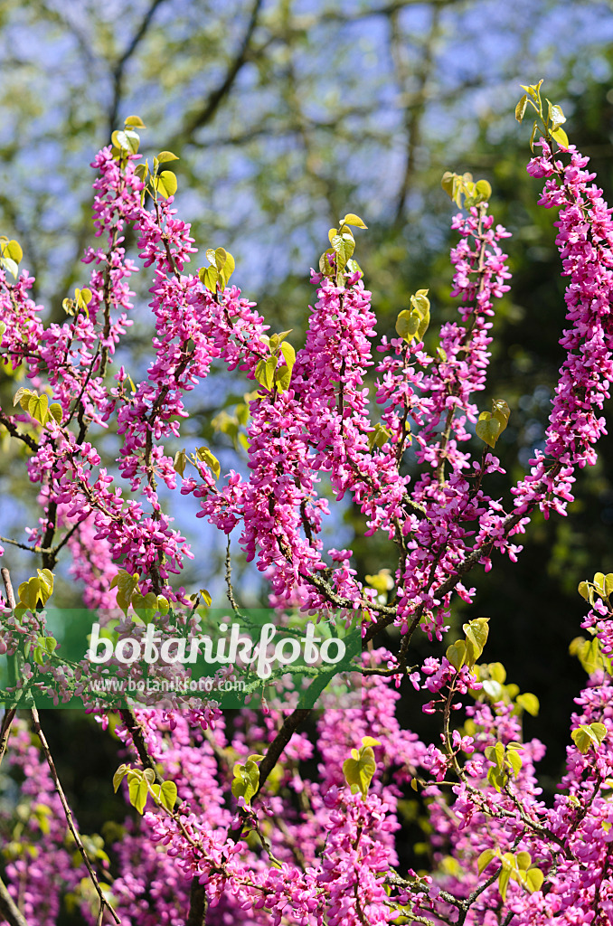 531092 - Chinesischer Judasbaum (Cercis chinensis)