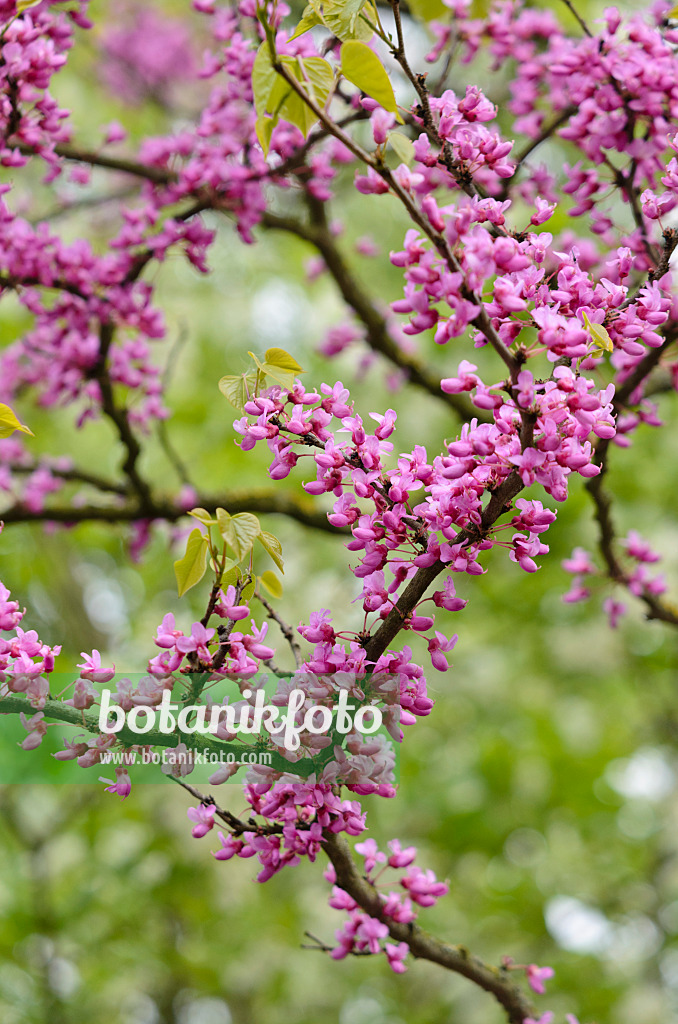 531128 - Chinesischer Judasbaum (Cercis chinensis)