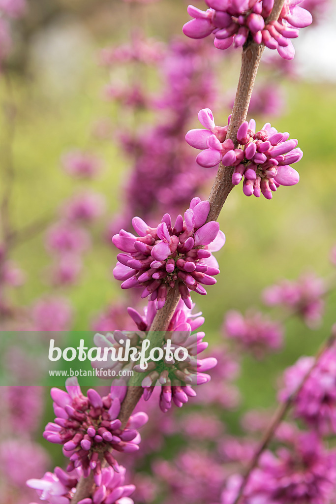 616183 - Chinesischer Judasbaum (Cercis chinensis 'Avondale')