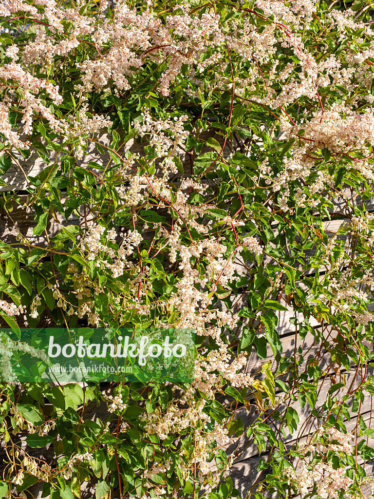 465125 - Chinesischer Knöterich (Fallopia aubertii syn. Polygonum aubertii)