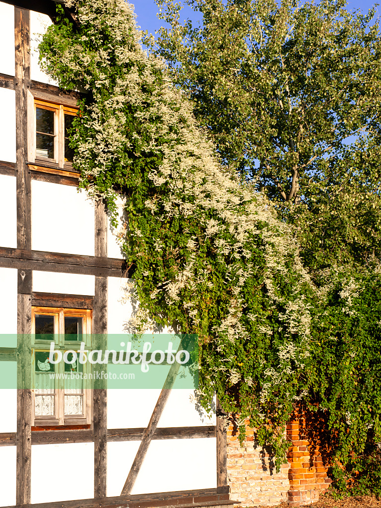 477129 - Chinesischer Knöterich (Fallopia aubertii syn. Polygonum aubertii) an einem Fachwerkhaus