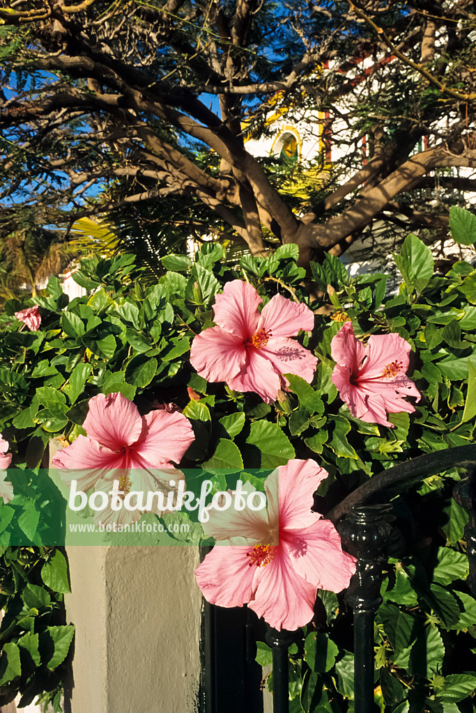 397094 - Chinesischer Roseneibisch (Hibiscus rosa-sinensis)