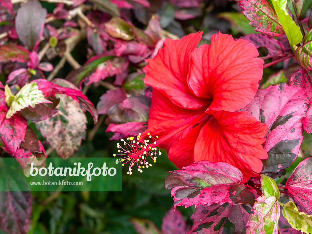 434116 - Chinesischer Roseneibisch (Hibiscus rosa-sinensis)