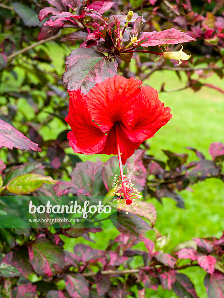 434119 - Chinesischer Roseneibisch (Hibiscus rosa-sinensis)