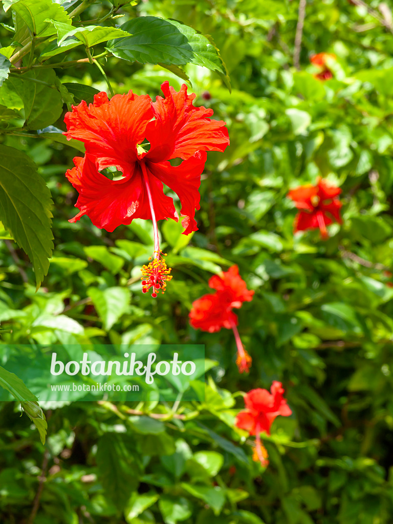 434264 - Chinesischer Roseneibisch (Hibiscus rosa-sinensis)