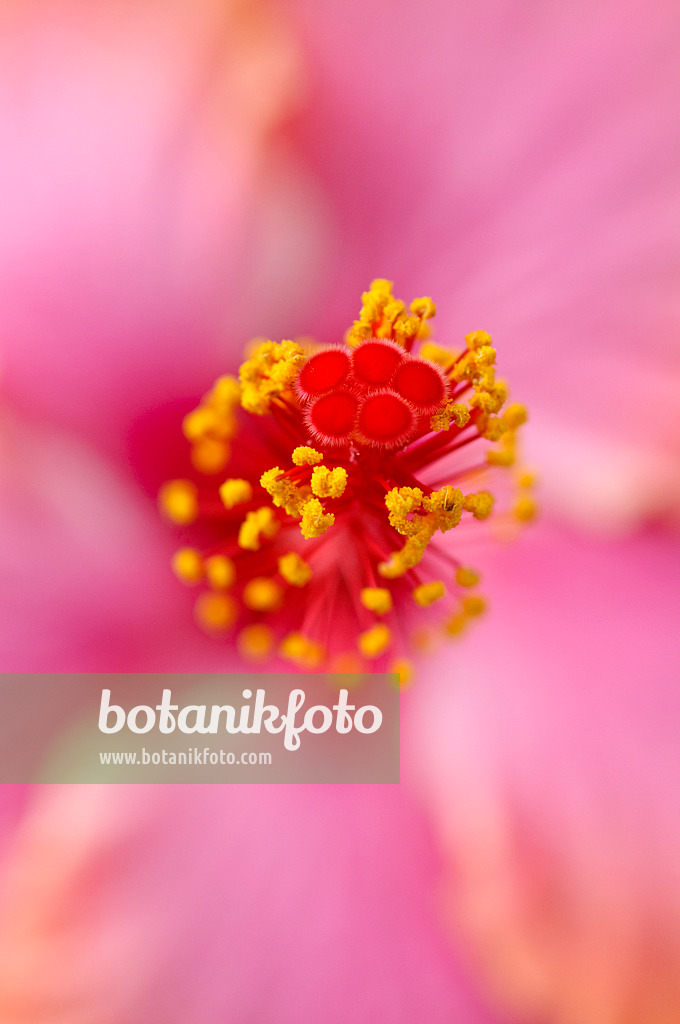 488023 - Chinesischer Roseneibisch (Hibiscus rosa-sinensis)