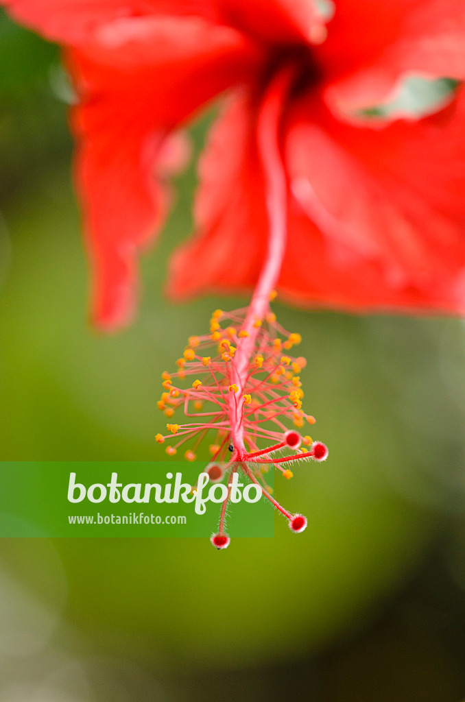 533594 - Chinesischer Roseneibisch (Hibiscus rosa-sinensis)