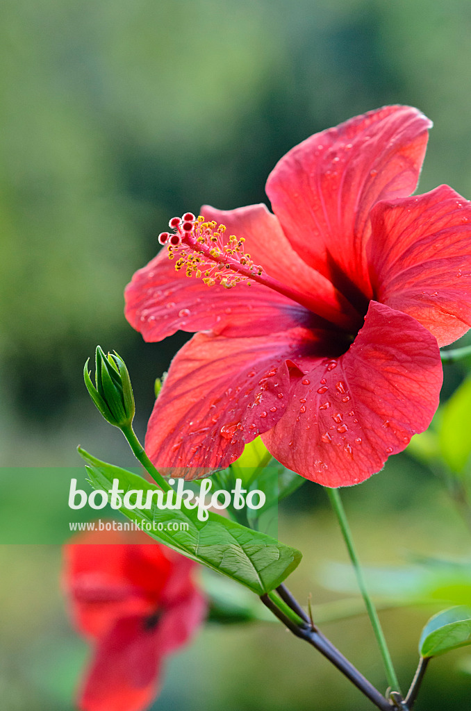 548001 - Chinesischer Roseneibisch (Hibiscus rosa-sinensis)