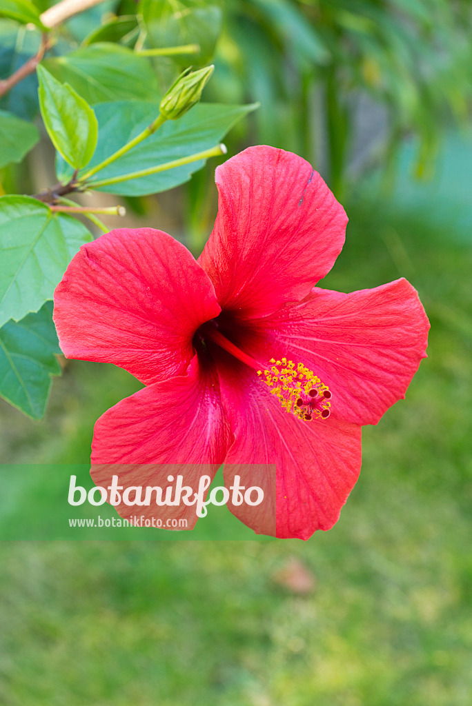 549174 - Chinesischer Roseneibisch (Hibiscus rosa-sinensis)