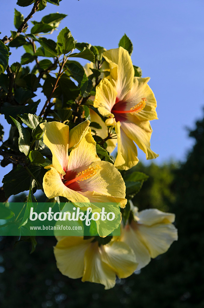 571021 - Chinesischer Roseneibisch (Hibiscus rosa-sinensis)