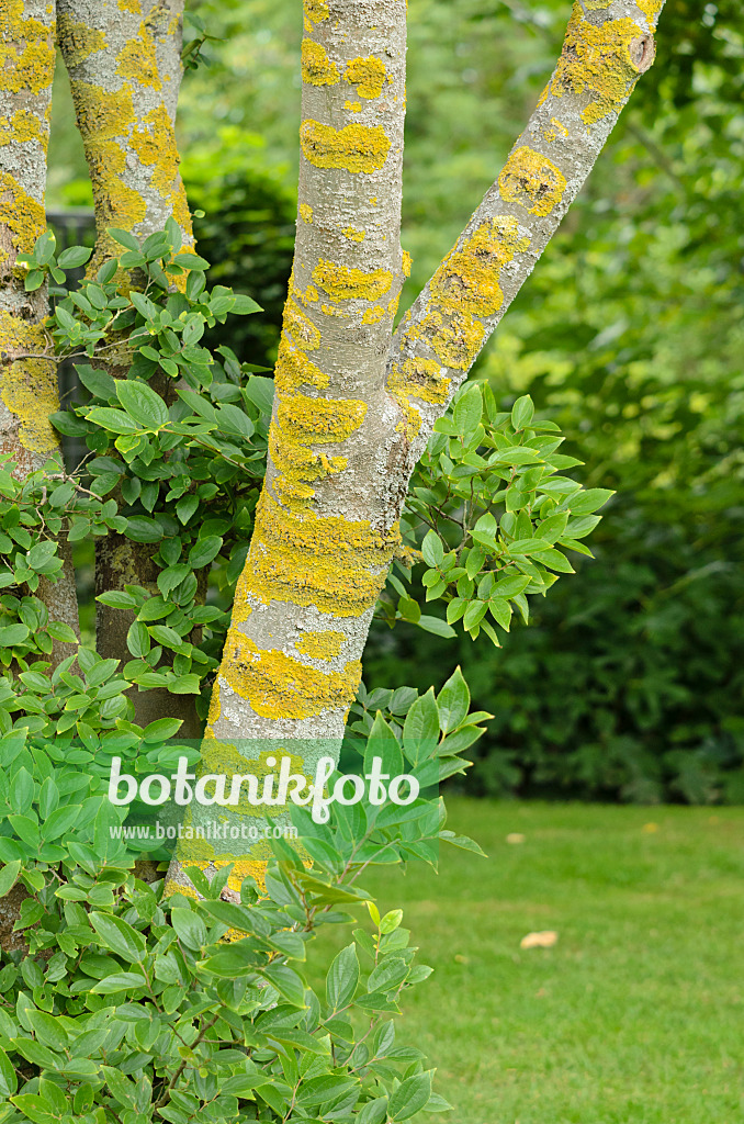 536028 - Chinesischer Zürgelbaum (Celtis sinensis) und Gewöhnliche Gelbflechte (Xanthoria parietina)