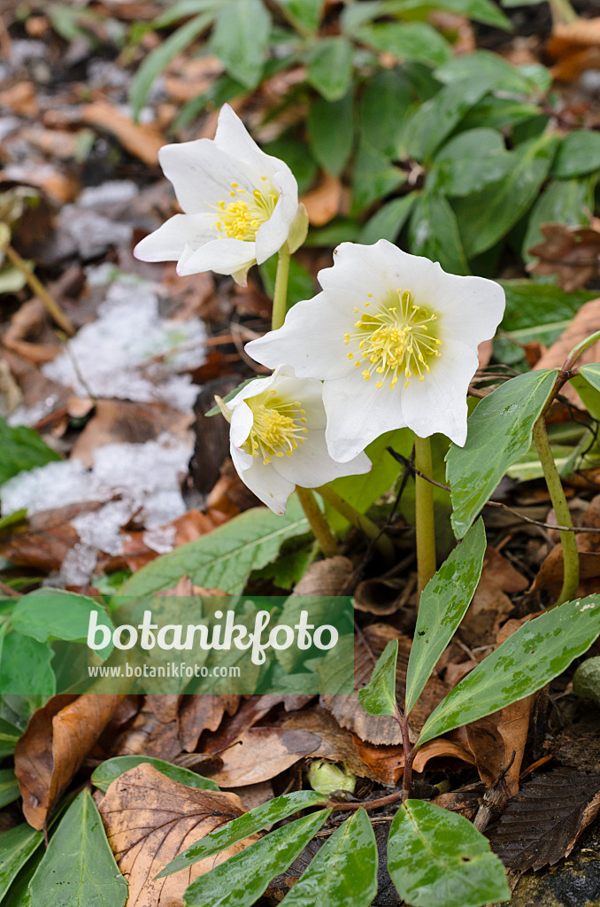 517063 - Christrose (Helleborus niger)