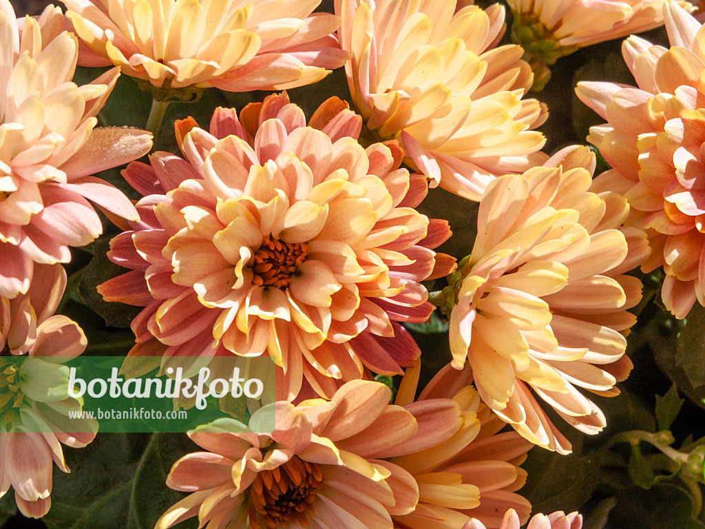 431057 - Chrysantheme (Chrysanthemum)