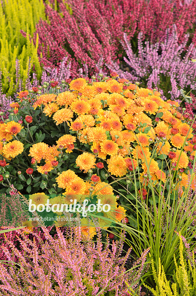 536139 - Chrysantheme (Chrysanthemum) und Besenheide (Calluna vulgaris)