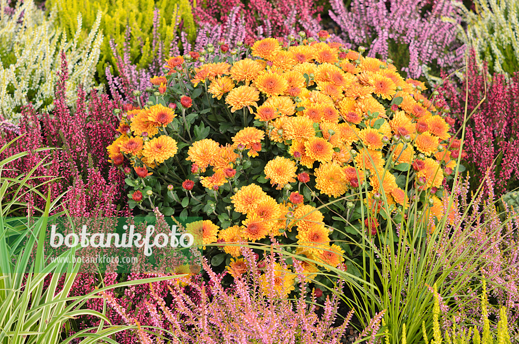 536140 - Chrysantheme (Chrysanthemum) und Besenheide (Calluna vulgaris)