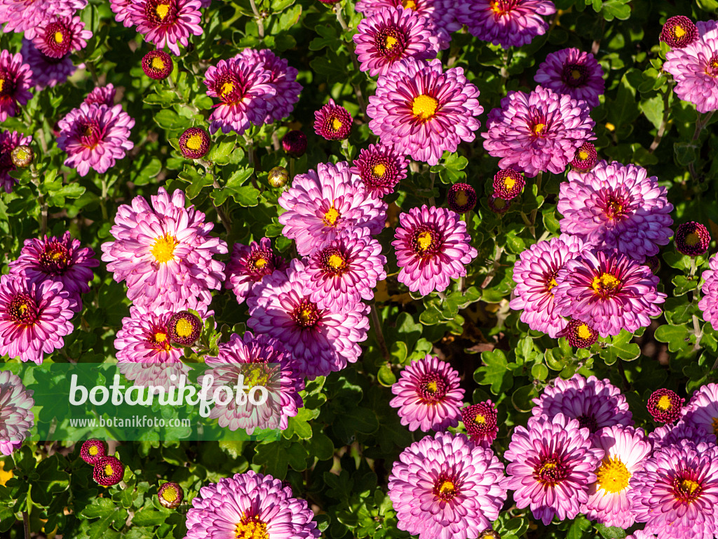 431044 - Chrysantheme (Chrysanthemum indicum 'Anastasia')