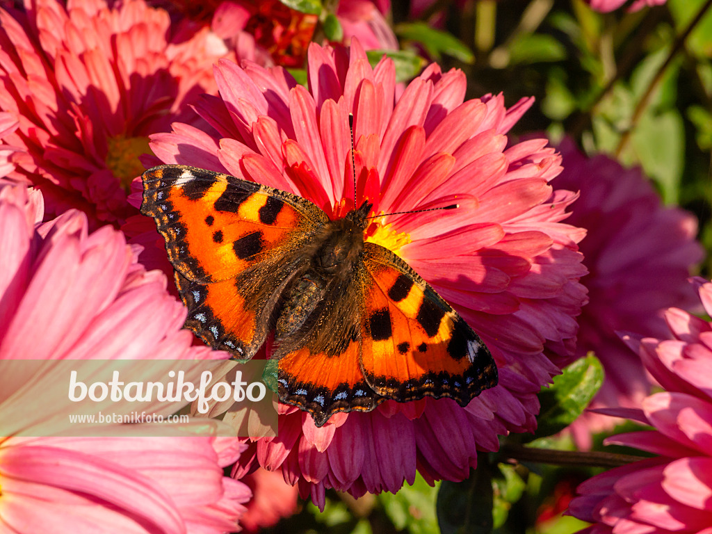 430123 - Chrysantheme (Chrysanthemum indicum 'Cinderella') und Kleiner Fuchs (Aglais urticae)